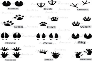 12 Different Animal Footprints Clipart: Graphics & Illustrations