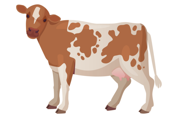 Dairy Cow Animal: Guernsey Cattle Graphics & Illustrations